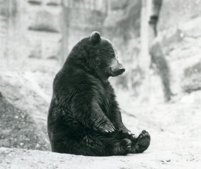 Medvěd hnědý sedící na skalách Mappinových teras, Londýnská zoo, červen 1928 od Frederick William Bond