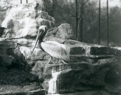Pelikán hnědý stojící na skalách v londýnské zoo v červnu 1927 od Frederick William Bond