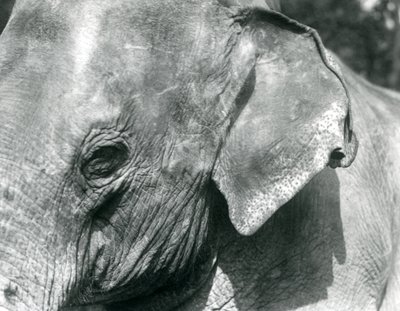 Barmský slon, Londýnská zoo, září 1926 od Frederick William Bond