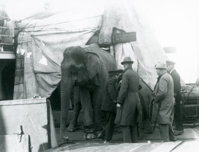 Barmský slon částečně ukrytý pod plachtou na palubě, s trenérem a čtyřmi dalšími muži, cestující do londýnské zoo v roce 1927 (černobílá fotografie) od Frederick William Bond