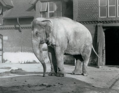 Barmský slon stojící před Elephant House v londýnské zoo v roce 1929 (černobílá fotografie) od Frederick William Bond