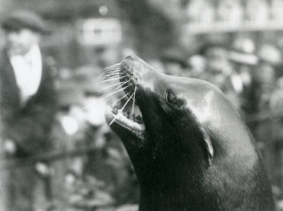 Kalifornský lachtan v londýnské zoo, říjen 1924 od Frederick William Bond