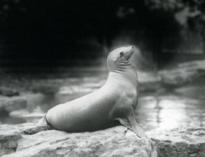 Lachtan kalifornský sedící na skále vedle bazénu, Londýnská zoo, září 1925 od Frederick William Bond