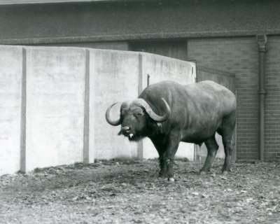 Býk Cape/African Buffalo stojící na holé zemi, vedle betonové zdi výběhu v londýnské zoo v roce 1928 (černobílá fotografie) od Frederick William Bond
