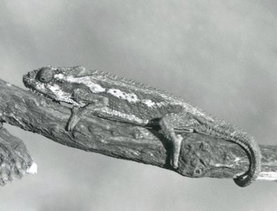 Chameleon kapský držící se větve, Londýnská zoo, 1927 od Frederick William Bond