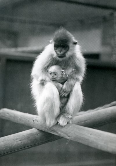 Capted Langur drží dítě, zatímco sedí na trámu. Londýnská zoologická zahrada, 6. října 1913 od Frederick William Bond