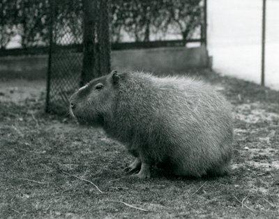 Kapybara sedící ve svém výběhu v londýnské zoo v červnu 1927 od Frederick William Bond