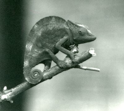 Chameleon držící se na konci větve, Londýnská zoo, 1927 od Frederick William Bond