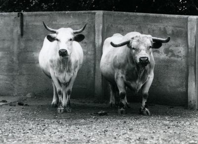 Chartley Bull and Cow v londýnské zoo, červenec 1924 od Frederick William Bond