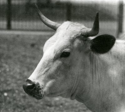 A Chartley Cow v londýnské zoo, červenec 1924 od Frederick William Bond