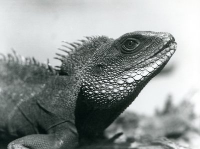 Čínský/asijský/thajský/zelený vodní drak v londýnské zoo v srpnu 1928 (černobílá fotografie) od Frederick William Bond