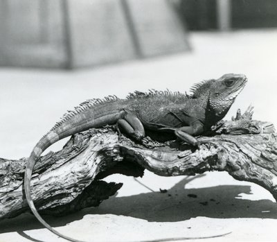 Čínský/asijský/thajský/zelený vodní drak spočívající na kládě v londýnské zoo v roce 1928 (černobílá fotografie) od Frederick William Bond
