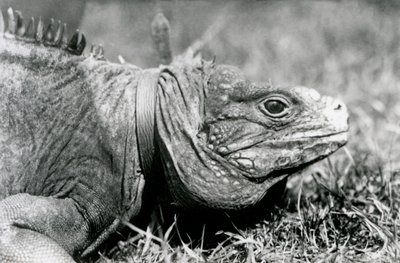 Obláčkový skalní leguán Metuzalém, s obojkem, procházející se po trávníku v londýnské zoo, červenec 1924 od Frederick William Bond
