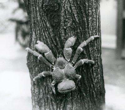 Krab CoconutRobber lezoucí na strom, Londýnská zoo, 1927 od Frederick William Bond
