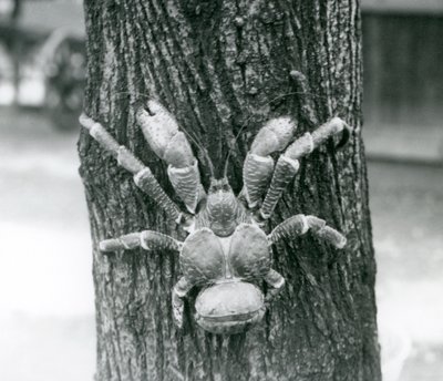 Krab kokosový, nebo Krab lupič, lezoucí na strom, Londýnská zoo, červenec 1927 od Frederick William Bond