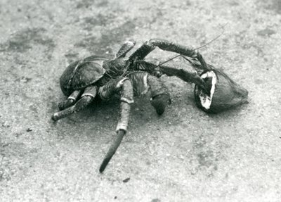 Kokos, nebo loupežný krab, živící se kokosem, Londýnská zoo, červenec 1927 od Frederick William Bond
