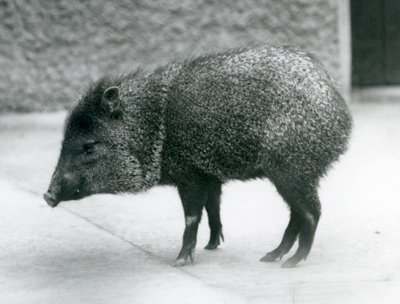 Peccary obojkové v londýnské zoo, 1927 od Frederick William Bond