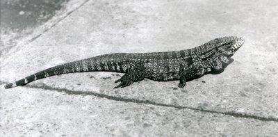 CommonGoldGoldenBlackColumbian Tegu nebo Tiger Lizard v londýnské zoo v srpnu 1926 od Frederick William Bond