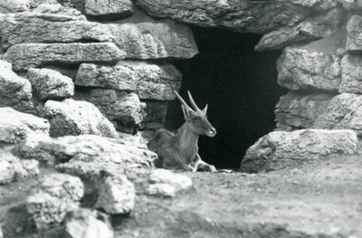 Eland obecný odpočívá u vchodu do svého úkrytu mezi skalami v Eland/Antelope Paddock, Londýnská zoo v roce 1929 (černobílá fotografie) od Frederick William Bond