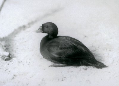 Scoter obecný v londýnské zoo v roce 1925 od Frederick William Bond