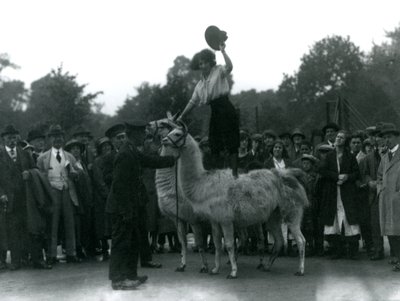 Cowgirl stojí obkročmo na dvou lamách během návštěvy londýnské zoo v roce 1924 od Frederick William Bond