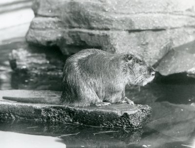 Nutrie sedící na skalnaté římse v bazénu v jeho výběhu v londýnské zoo, únor 1928 (černobílá fotografie) od Frederick William Bond