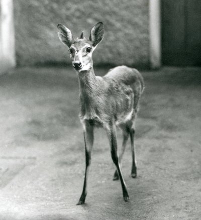 Crowned SahelWest African Bush Duiker v londýnské zoo v srpnu 1927 od Frederick William Bond