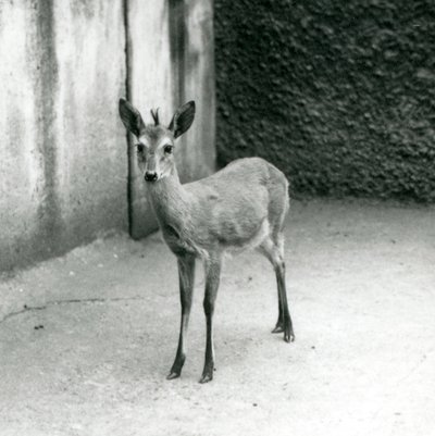 Crowned SahelWest African Bush Duiker v londýnské zoo v srpnu 1927 od Frederick William Bond