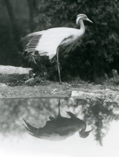 Demoiselle Crane stojící na jedné noze se zrcadlovým odrazem v bazénu pod londýnskou zoo od Frederick William Bond