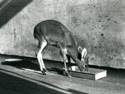 Kalous krmící se z podnosu na zemi, Londýnská zoo, červenec 1925 od Frederick William Bond