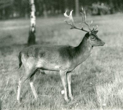 Daněk jelen v londýnské zoo v říjnu 1924 od Frederick William Bond