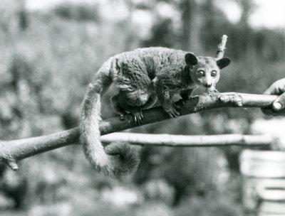 Galago kráčející podél větve, kterou drží chovatel, londýnská zoo od Frederick William Bond