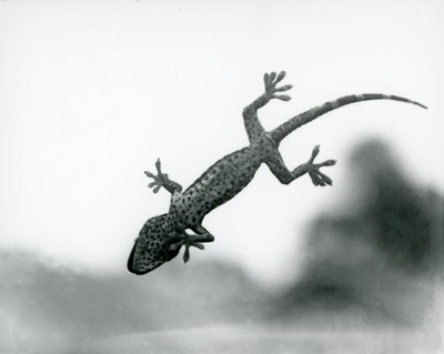 Gecko viděné zespodu, jak šplhá po skle, ukazuje své specializované polštářky, Londýnská zoo, srpen 1928 (černobílá fotografie) od Frederick William Bond