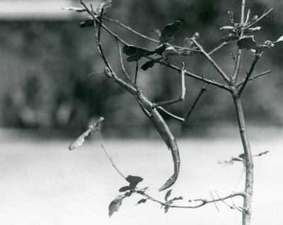 Obří tyčovitý hmyz maskovaný na větvičce v londýnské zoo v roce 1923 od Frederick William Bond
