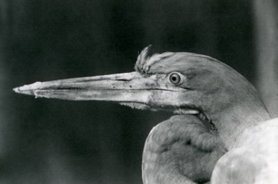 Volavka Goliášová v londýnské zoo v roce 1924 od Frederick William Bond