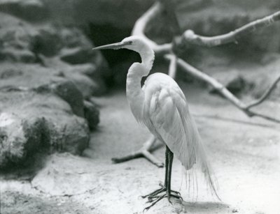 Volavka obecná nebo volavka bílá v chovném opeření, stojící na podlaze výběhu v londýnské zoo v červnu 1928 od Frederick William Bond
