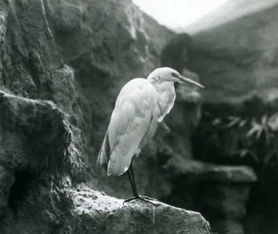Volavka obecná nebo volavka bílá stojící na skále v londýnské zoo v září 1927 od Frederick William Bond