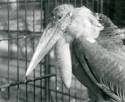 Velký adjutant čáp v londýnské zoo v červenci 1925 od Frederick William Bond