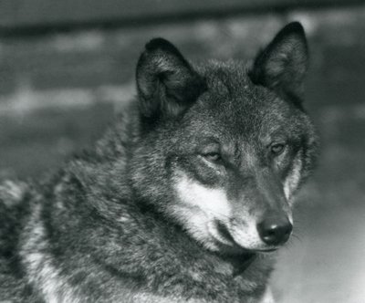Šedý vlk v londýnské zoo, 1925 od Frederick William Bond