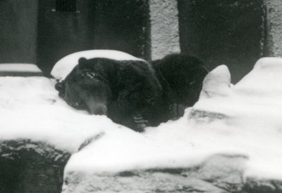 Medvěd grizzly spící ve sněhu, Londýnská zoo, 1924 od Frederick William Bond