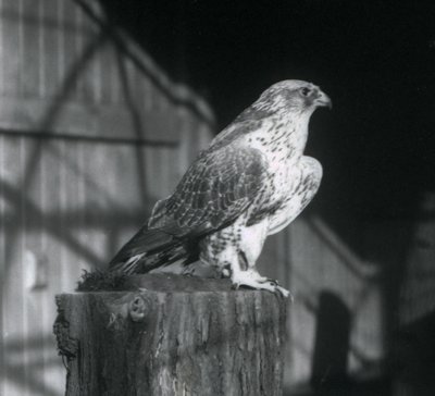 Gyrfalcon odpočívá na kládě, Londýnská zoo, prosinec 1925 od Frederick William Bond
