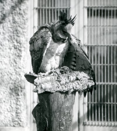 Harpyje orel v londýnské zoo, duben 1914 od Frederick William Bond