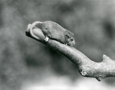 Hazel/Common plch na větvi, London Zoo od Frederick William Bond