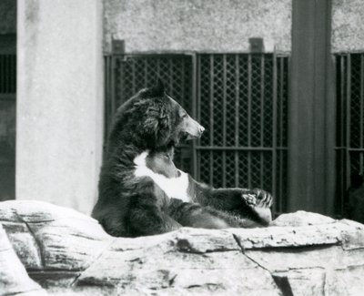 Medvěd himálajský černý sedící na kamenech a držící se za prsty, Londýnská zoo od Frederick William Bond