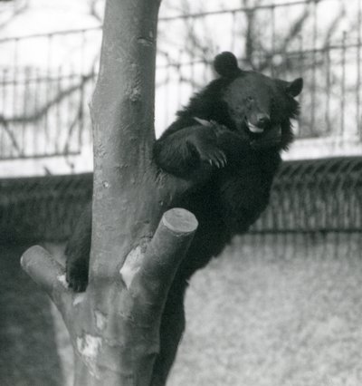 Himálajský medvěd hnědý Isabelline Medvěd Dzu-Teh na stromě v londýnské zoo v roce 1925 od Frederick William Bond
