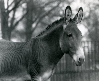 Hybridní zebra v londýnské zoo v červenci 1924 od Frederick William Bond