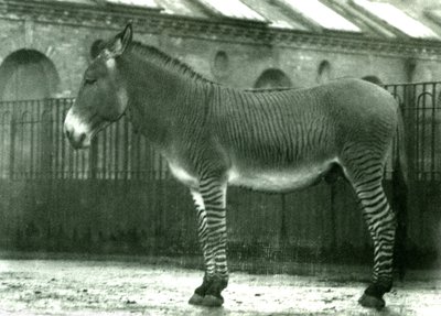 Hybridní zebra ve výběhu v londýnské zoo, 1924 (černobílá fotografie) od Frederick William Bond