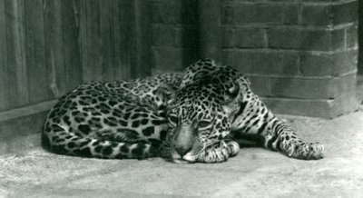 Jaguar odpočívající v londýnské zoo v červnu 1924 od Frederick William Bond