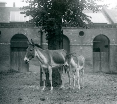 KiangTibetan Wild AssKhyangGorkhar a její hříbě stojící pod stromem ve svém výběhu, Londýnská zoo, srpen 1927 od Frederick William Bond