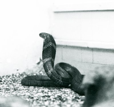 King Cobra Hamadryad v londýnské zoo, říjen 1925 od Frederick William Bond